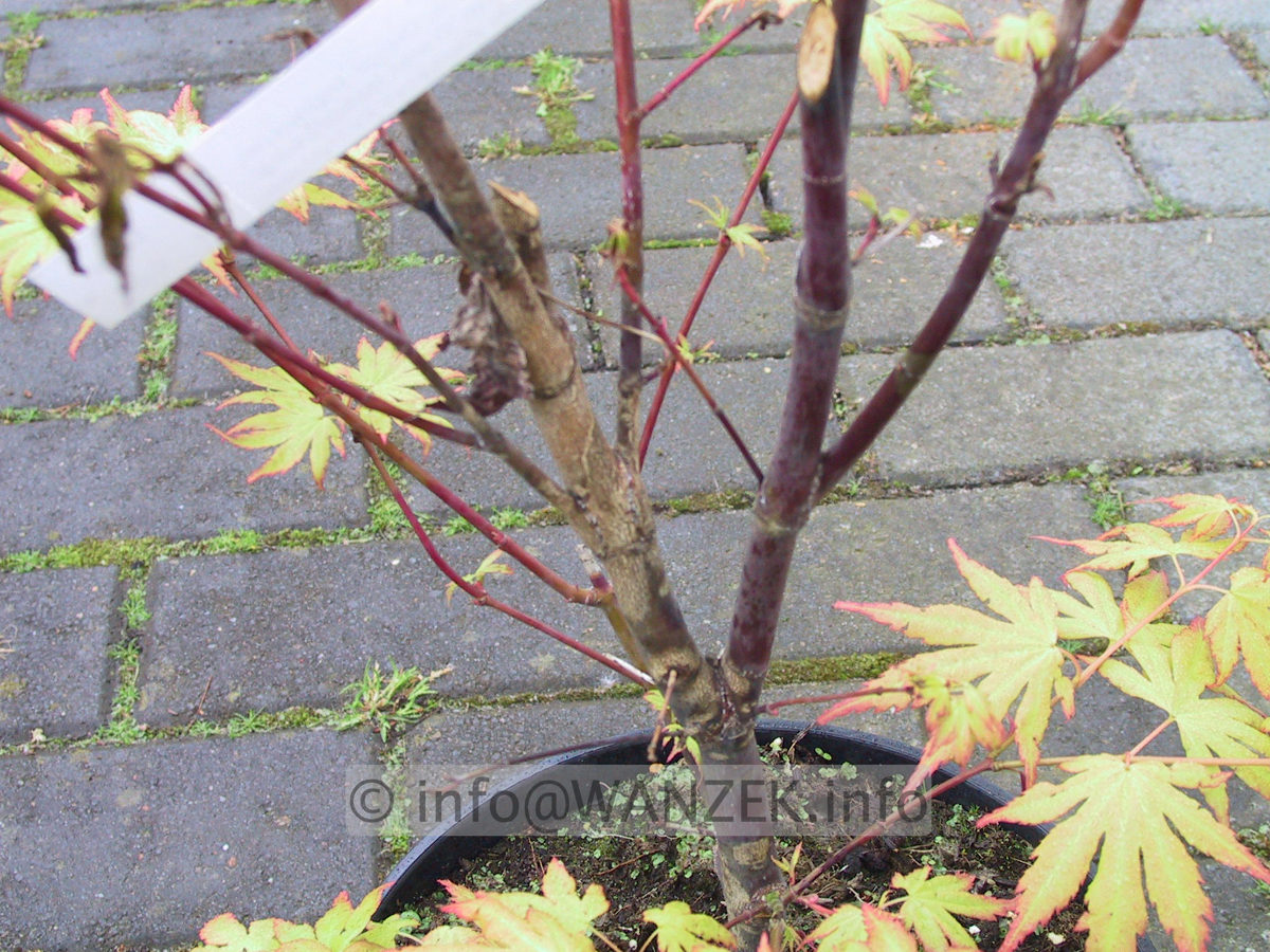 Acer palmatum Orange Dream - Pilzkrankheit Verticillium 01.JPG